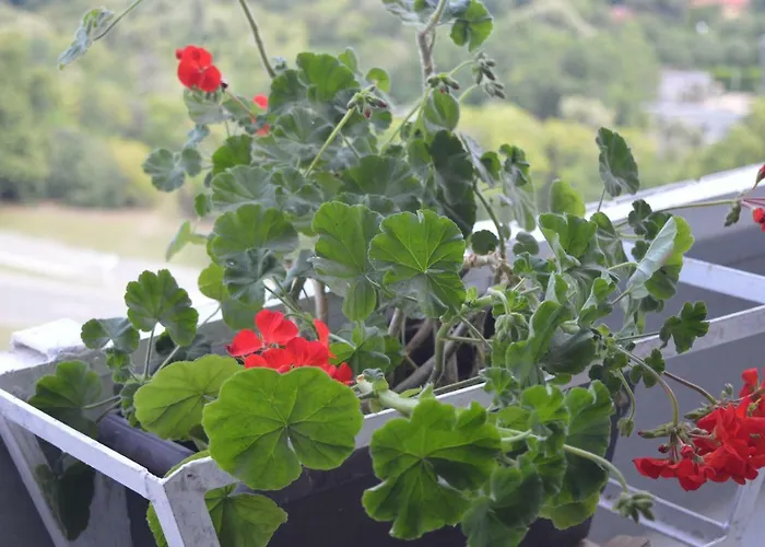 Happy Vacation 2 Warna